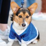 Cute corgi dog with Grand Valley jersey on on August 22, 2026